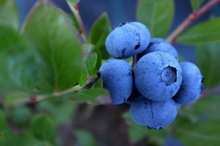 Blueberries fir d