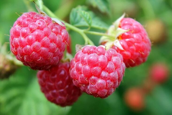 Hambieren fir d